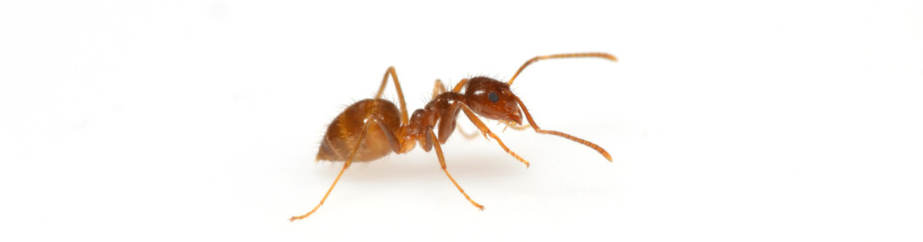 Rasberry Crazy Ant on white background.