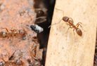 Argentine Ants