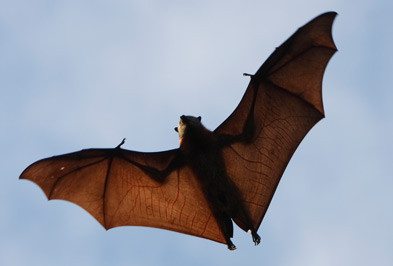 Bats