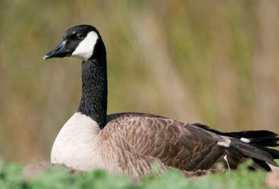 Canadian Geese