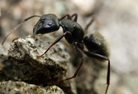 Carpenter Ants