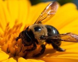 Carpenter Bee sucking nectar from a yellow flower.