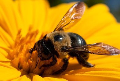 Carpenter Bees