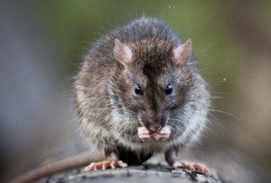 Close up of a Roof Rat eating.