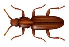 Sawtoothed Grain Beetles