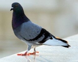 Gray Pigeon standing on a flat surface.