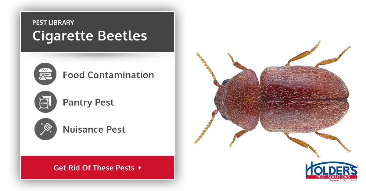 Cigarette Beetle Control Types Facts And How To Identify