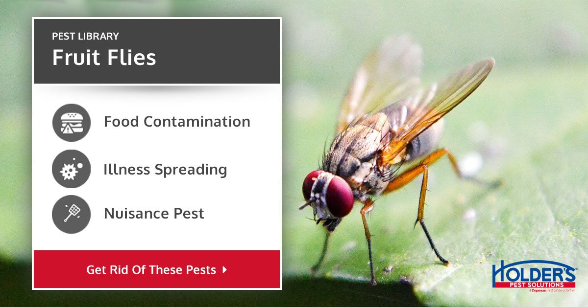 Fruit Flies - Types, Facts, and How to Identify | Fruit Fly Infestation ...