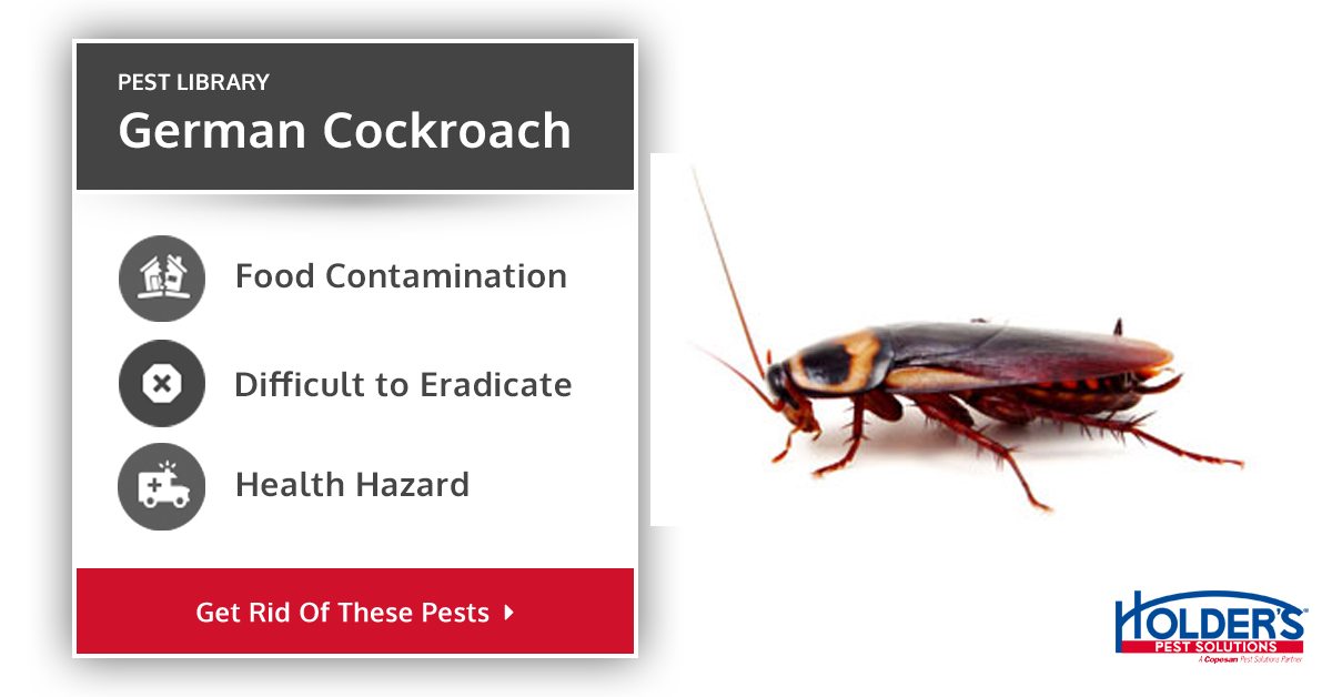 German Cockroach Types Facts And How To Identify German Cockroach Control Holders Pest 