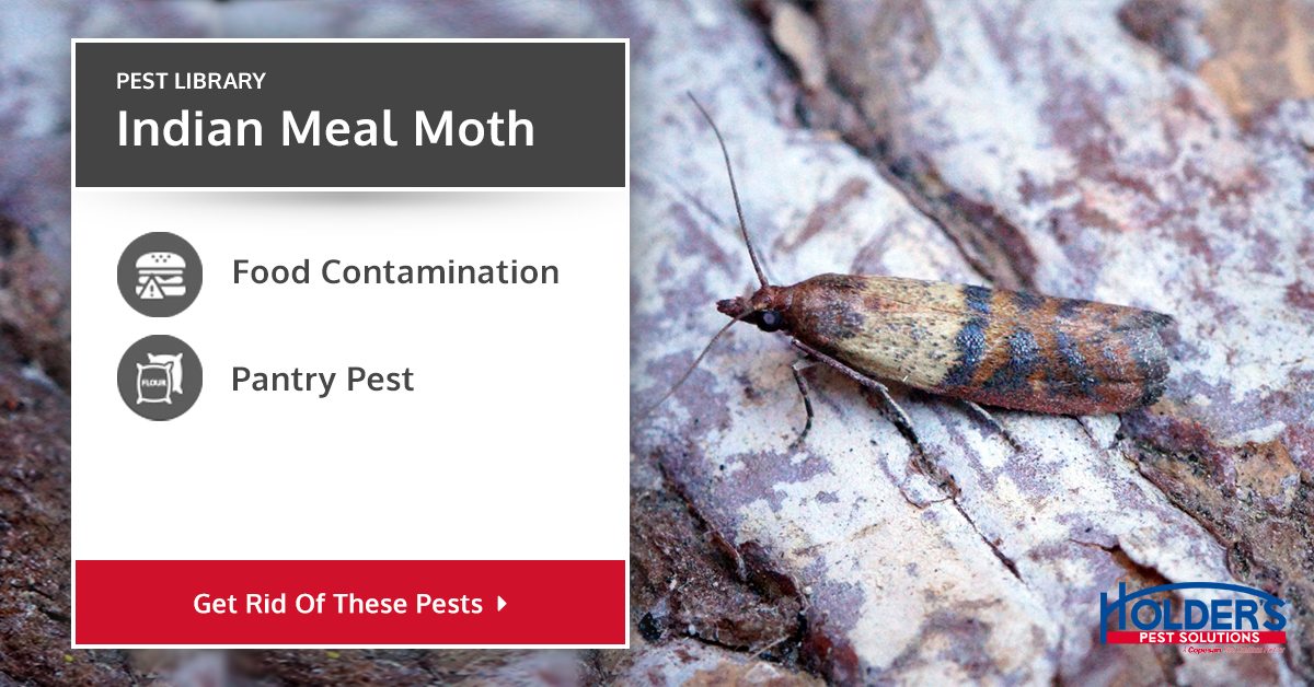 Indian Meal Moth Types Facts And How To Identify Indian Meal