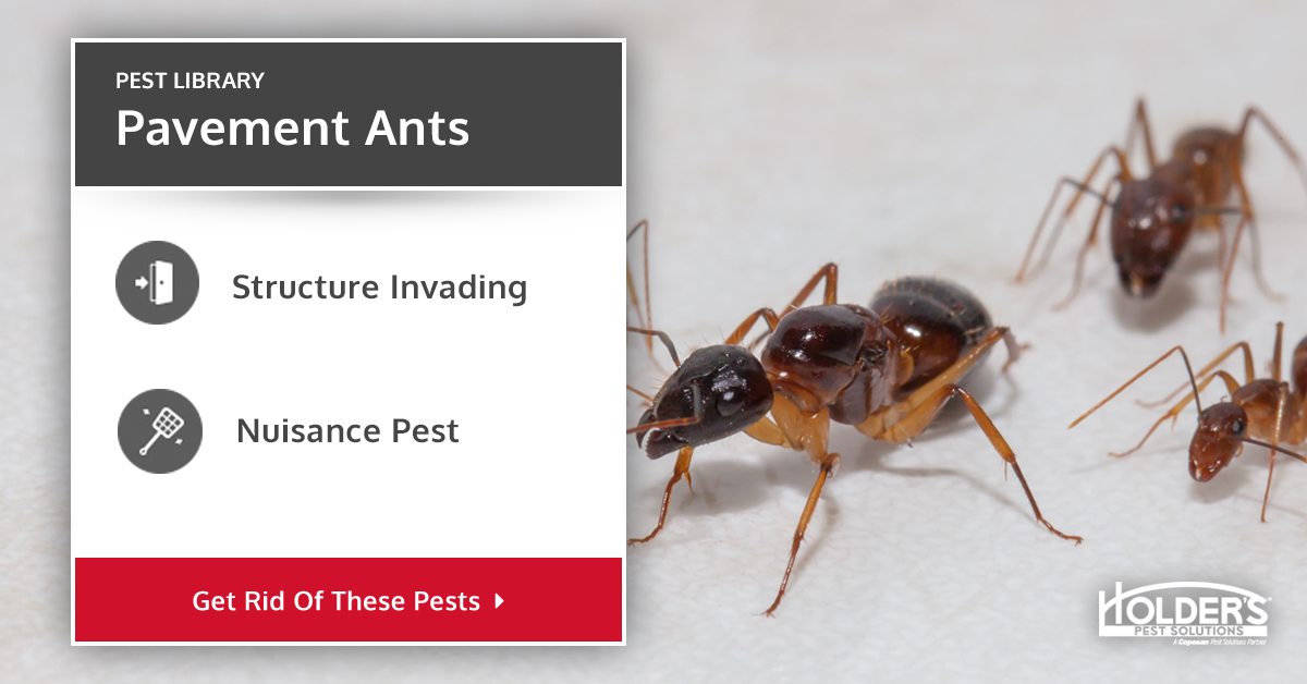 Pavement Ants Types Facts And How To Identify Pavement Ant