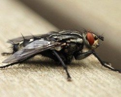 House Fly sitting on a wooden surface.