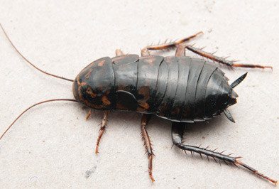 Oriental Cockroach - Types, Facts, and How to Identify  