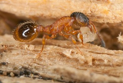 Pavement Ants Types Facts And How To Identify Pavement Ant