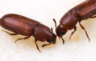 Two Red Flour Beetles budding heads.