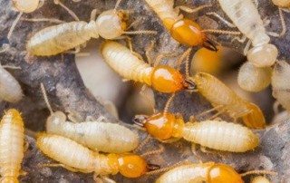 Swarm of Termites on a branch.