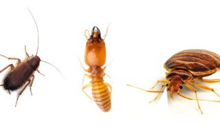 Beetle, Ant, and Bed Bug in a row on a white background.