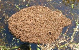 Nest of Fire Ants floating on a puddle of water.