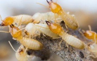 Group of termites on a branch