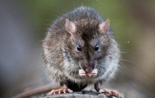 Close up of a Roof Rat eating.