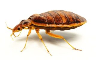 A close up of a bed bug against a white background - Holder's Pest Solutions in Houston TX