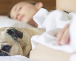 Woman sleeping with pug on the bed.