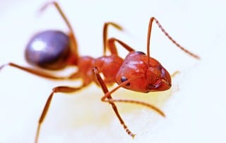 Close up of a Fire Ant.