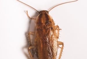 German Cockroach on beige surface.