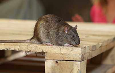 A gray rat on the ledge of a wooden table - Holder's Pest Solutions in Houston TX