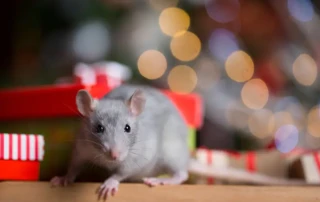 Gray rat in a Christmas tree